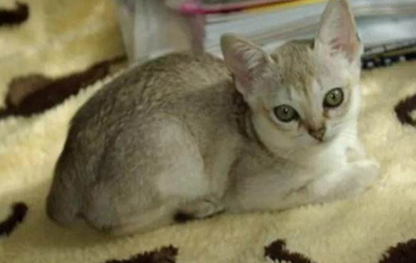 怎么看新加坡猫多大了 怎么看新加坡猫多大了