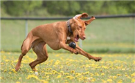 维兹拉犬喜欢什么