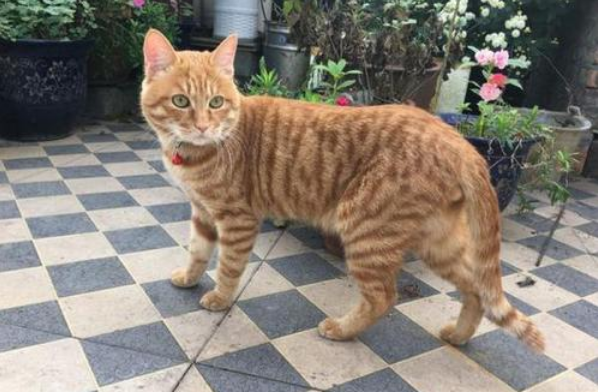 美国硬毛猫怎么看多大了 美国硬毛猫怎么看多大了