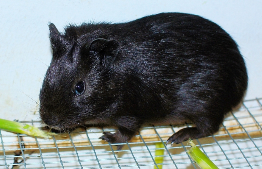 如何挑选纯黑天竺鼠