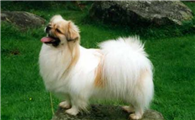 西藏猎犬喜欢什么