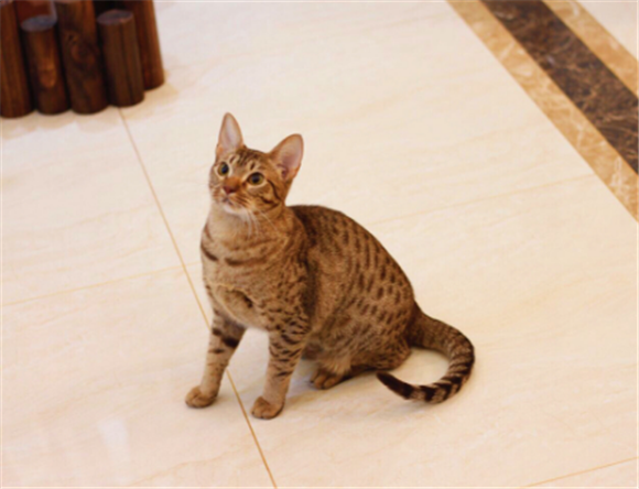 奥西猫生病怎么护理 奥西猫生病怎么护理