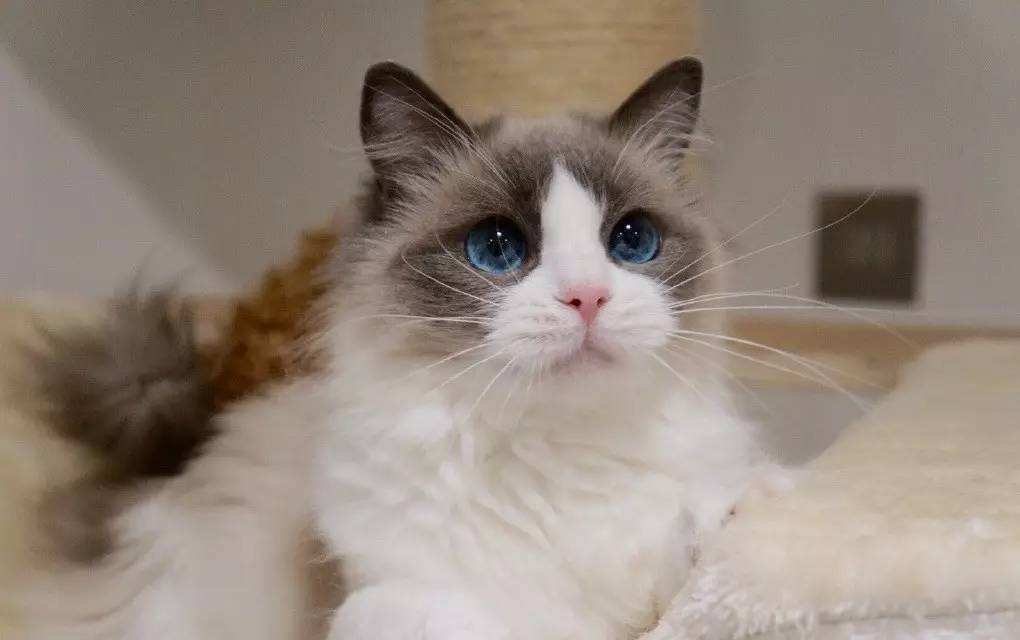 布偶猫会发腮吗