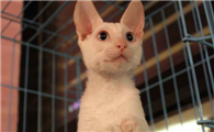 柯尼斯卷毛猫有几种颜色
