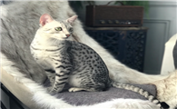 埃及猫怎么看品相