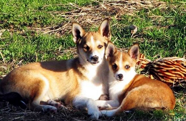 挪威伦德猎犬什么时候产仔
