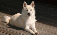 挪威布哈德犬训练项目