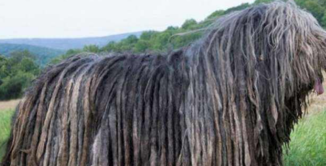 伯格马斯科犬吃多了吐了怎么办 伯格马斯科犬吃多了吐了怎么办