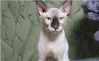 加拿大无毛猫的缺点是什么