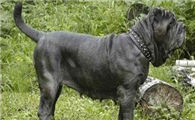 纽波利顿獒犬1天要吃几顿