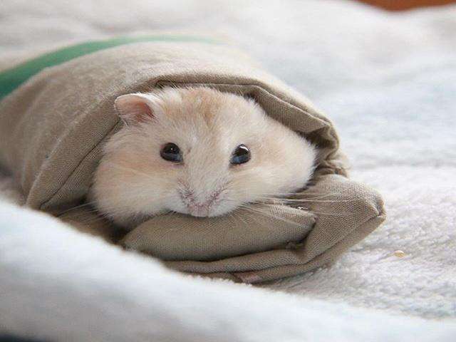 熊猫仓鼠温顺吗