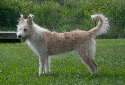 葡萄牙波登可犬训练有技巧吗