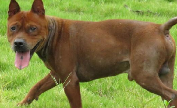 川東獵犬喜歡打架,因為川東獵犬生性兇猛且好鬥,尤其在鬥犬場上非常