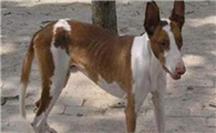 伊比赞猎犬需要怎么教