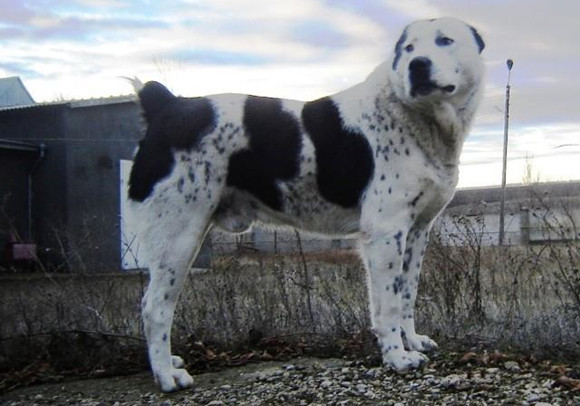 中亚牧羊犬拉稀应该怎么做