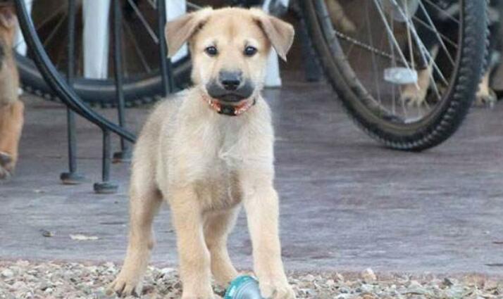 奇努克犬一般能活多久