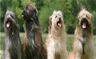 比利牛斯牧羊犬怎么判断生病了