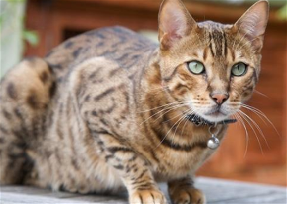 奥西猫的体重是多少 奥西猫的体重是多少