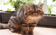 异国短毛猫为什么要绝育