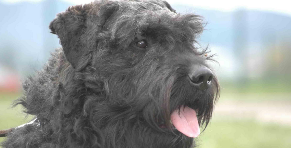 佛兰德牧牛犬饲养有什么注意点