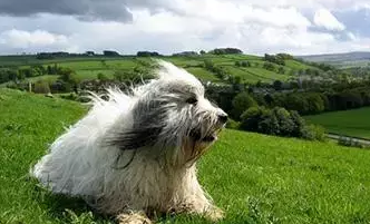 波兰低地牧羊犬一般有多高