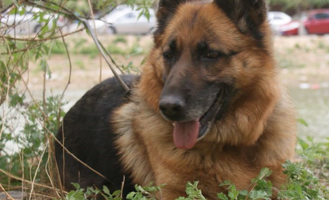 法国狼犬是干什么的 法国狼犬是干什么的