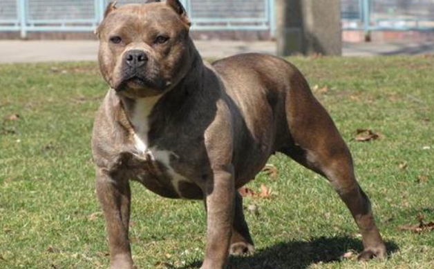 美国比特犬哪种颜色好