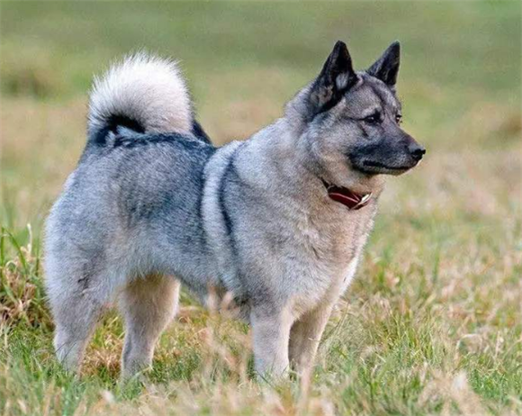 挪威伦德猎犬的体重是多少