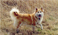 挪威布哈德犬喂养技巧指南