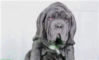 纽波利顿獒犬喂养技巧指南