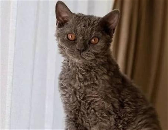 怎么看电烫卷猫多大了