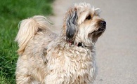 哈瓦那犬一般有多高