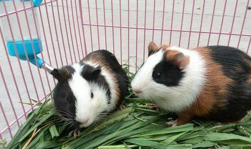 熊猫仓鼠生病了怎么办