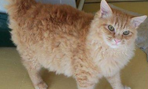 电烫卷猫的体重是多少