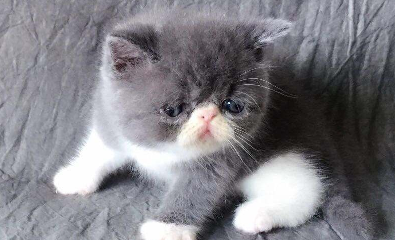 异国短毛猫有几种颜色