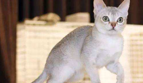 新加坡猫聪明吗 新加坡猫聪明吗