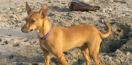 葡萄牙波登可犬一般有多高