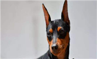 德国宾沙犬窝咳应该怎么办
