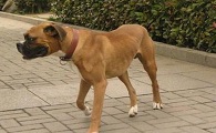 拳狮犬起源和介绍