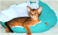 阿比西尼亚猫应该如何训练