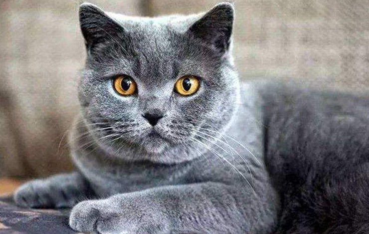 夏特尔猫一般多大发腮 夏特尔猫一般多大发腮