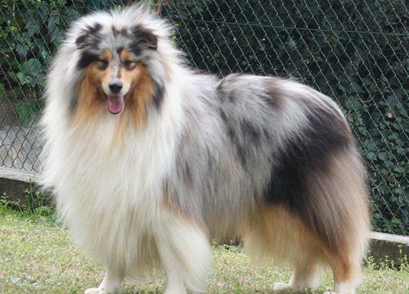 柯利犬是干什么的