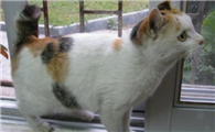 怎么看日本短尾猫多大了
