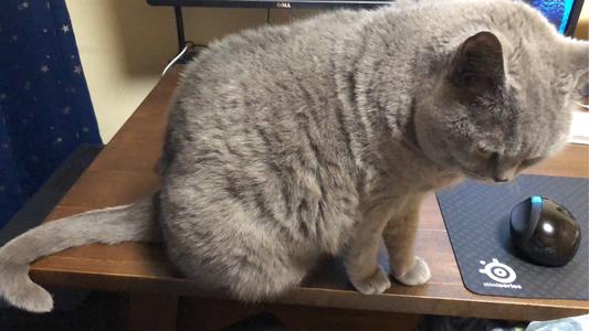 夏特尔猫应该怎么挑选 夏特尔猫应该怎么挑选