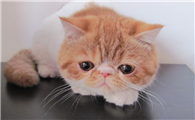 异国短毛猫有什么特点