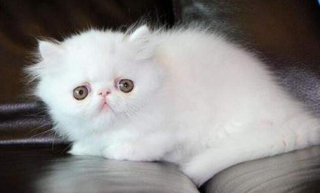 波斯猫有什么特点