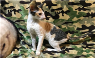 柯尼斯卷毛猫有什么特点