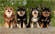 芬兰拉普猎犬训练技巧