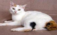 日本短尾猫应该如何训练