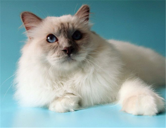 伯曼猫生病了什么状态